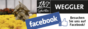 facebook-link